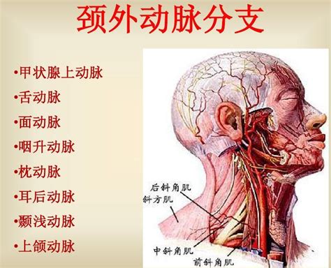 外頸動脈分支口訣